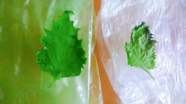 愛菜果 実験
